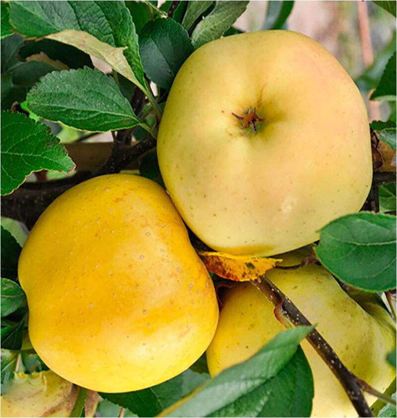 Яблоня Золотое летнее Н120-160 7 л grs - Купить взрослые саженцы яблони подоступной цене с доставкой в садовом центре \